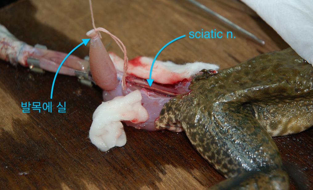 개구리 근육 준비