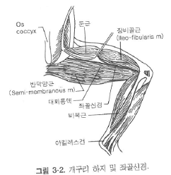 개구리해부